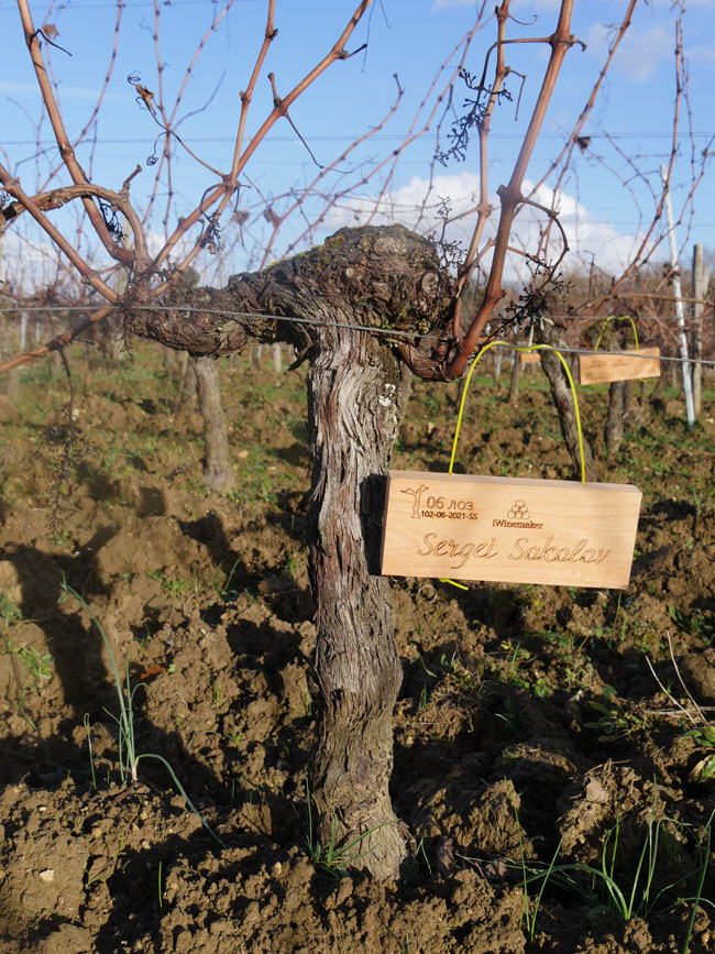 Виноградник на урожай